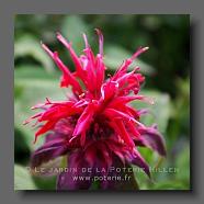 Monarda 'Cambridge Scarlet'. (le jardin de la poterie Hillen) www.poterie.fr